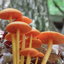 Orange mycena