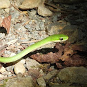 Northern Rough Greensnake