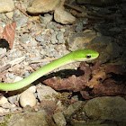 Northern Rough Greensnake