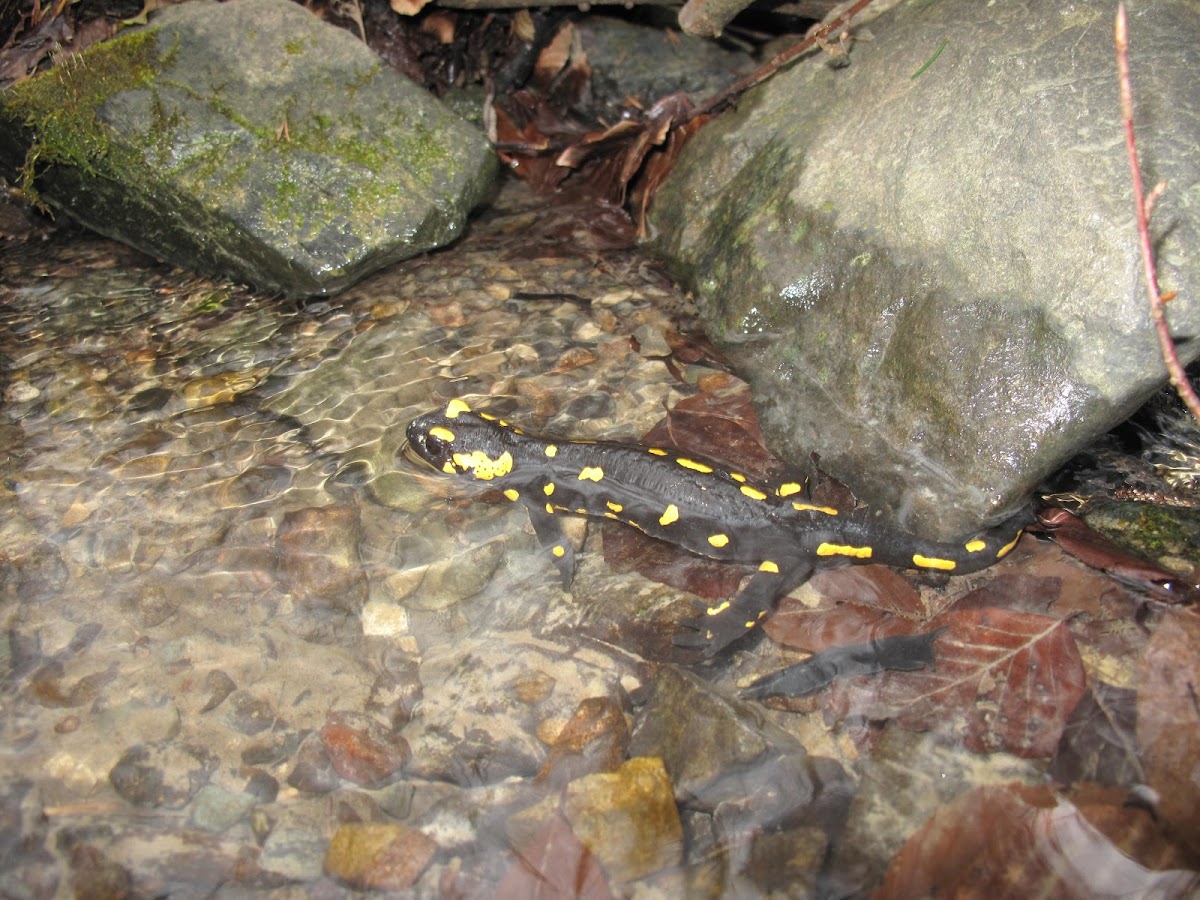 Fire Salamander