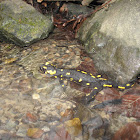 Fire Salamander