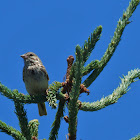 Savannah Sparrow