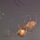 American house spider