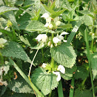 White deadnettle, hluchavka bílá