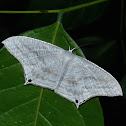 Uraniid Moth