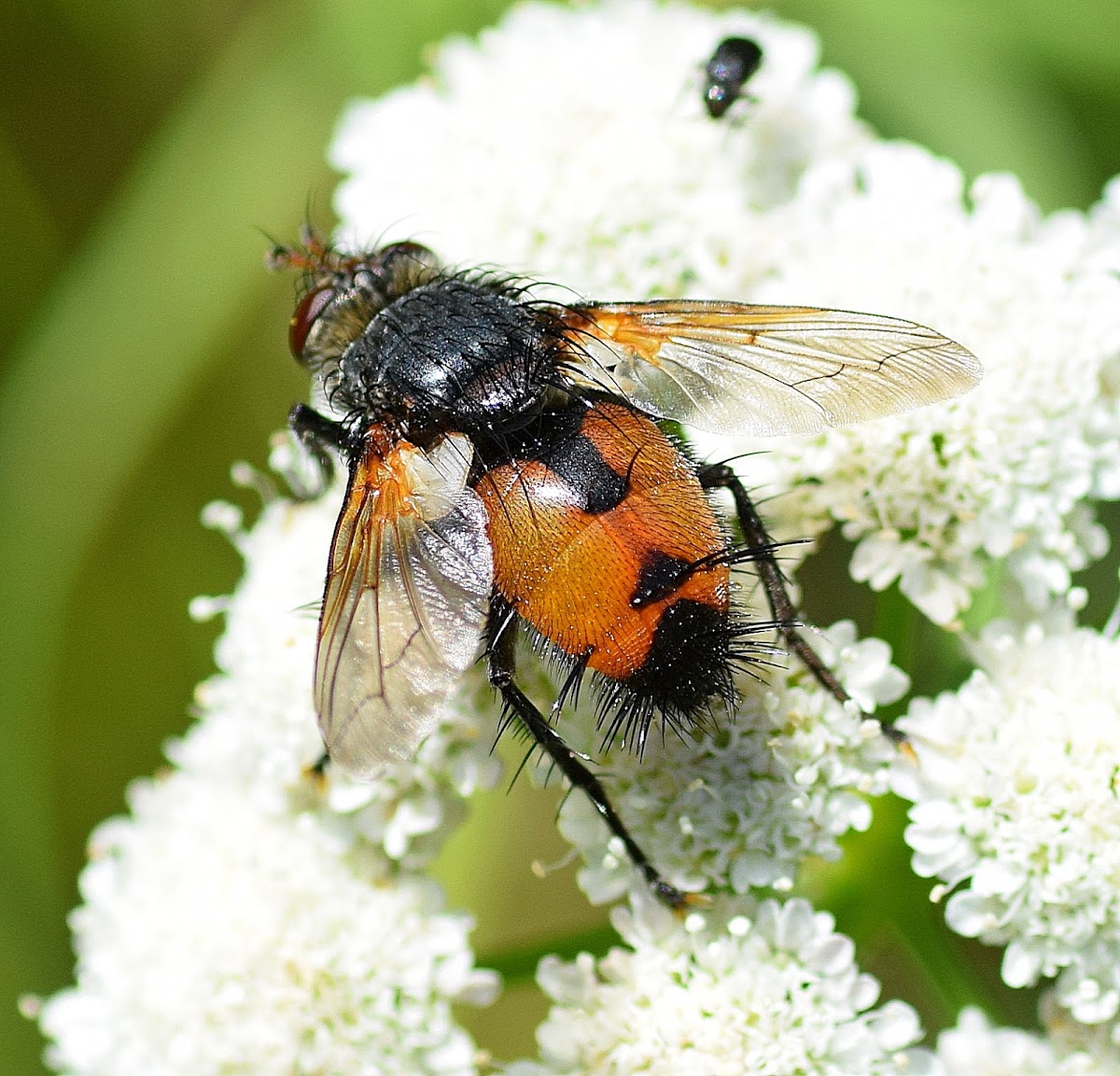 Tachinid Fly