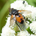 Tachinid Fly