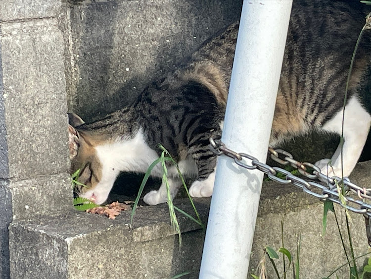 なっちんさんが投稿した近所で飼ってる猫🐈・名前をジュニアにして呼んでます🐈・残り物を貰いに来るジュニア🐈・猫好きと繋がりたい・猫との生活に関するカスタム事例の投稿画像2枚目