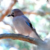 Eurasian Jay; Arrendajo