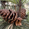 Ponderosa pine