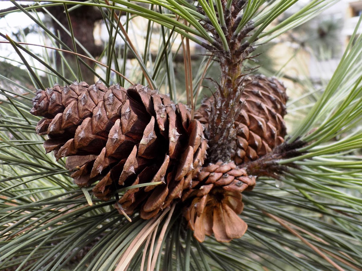 Ponderosa pine