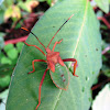 Leaf-footed Bug