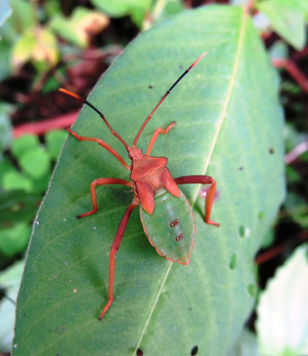 Leaf-footed Bug