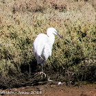 Little Egret