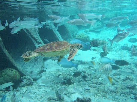30 de julio, Bora Bora – Raiatea - El paraíso en la tierra, Polinesia Francesa (13)