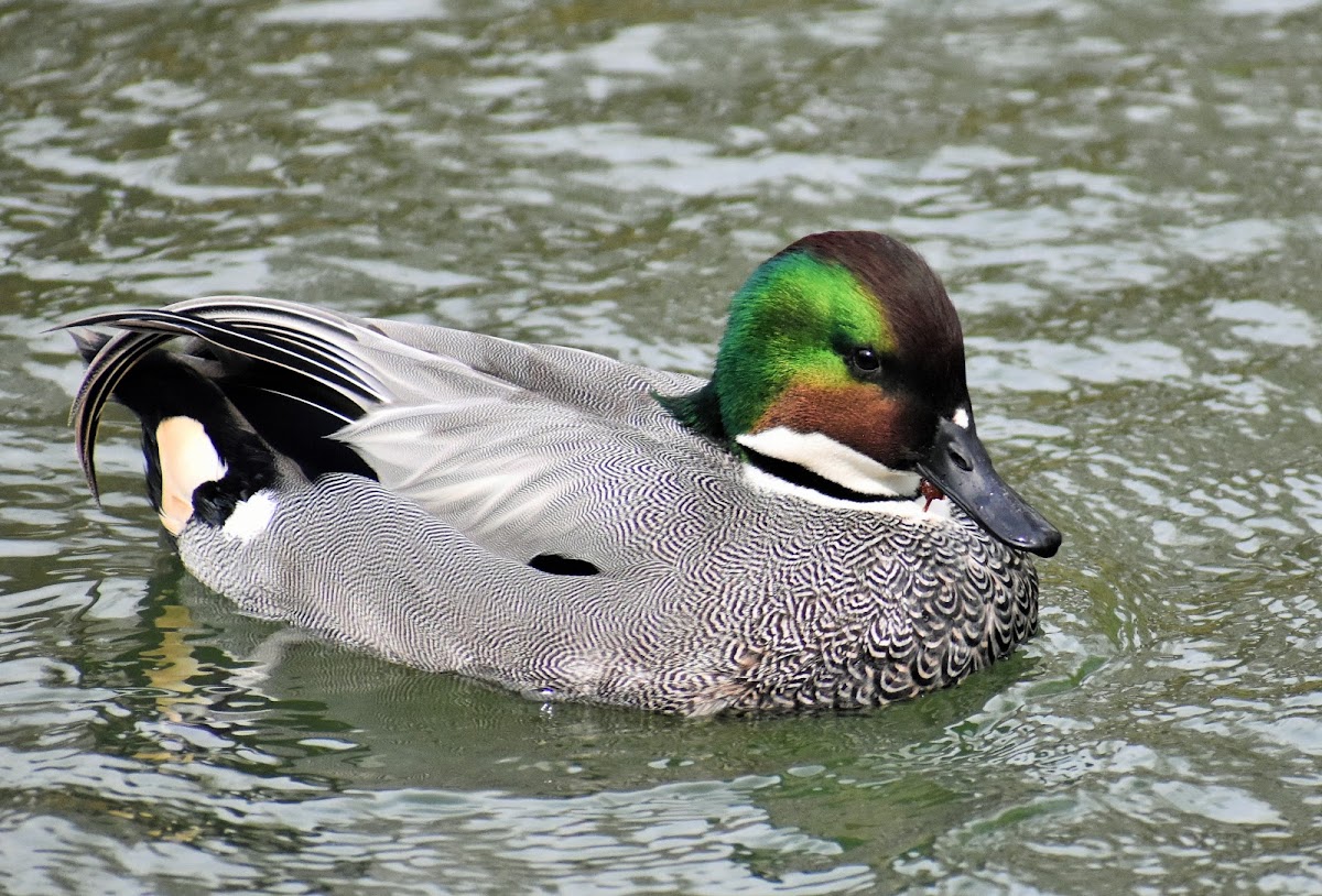 Falcated duck (male)