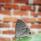 Common Cerulean