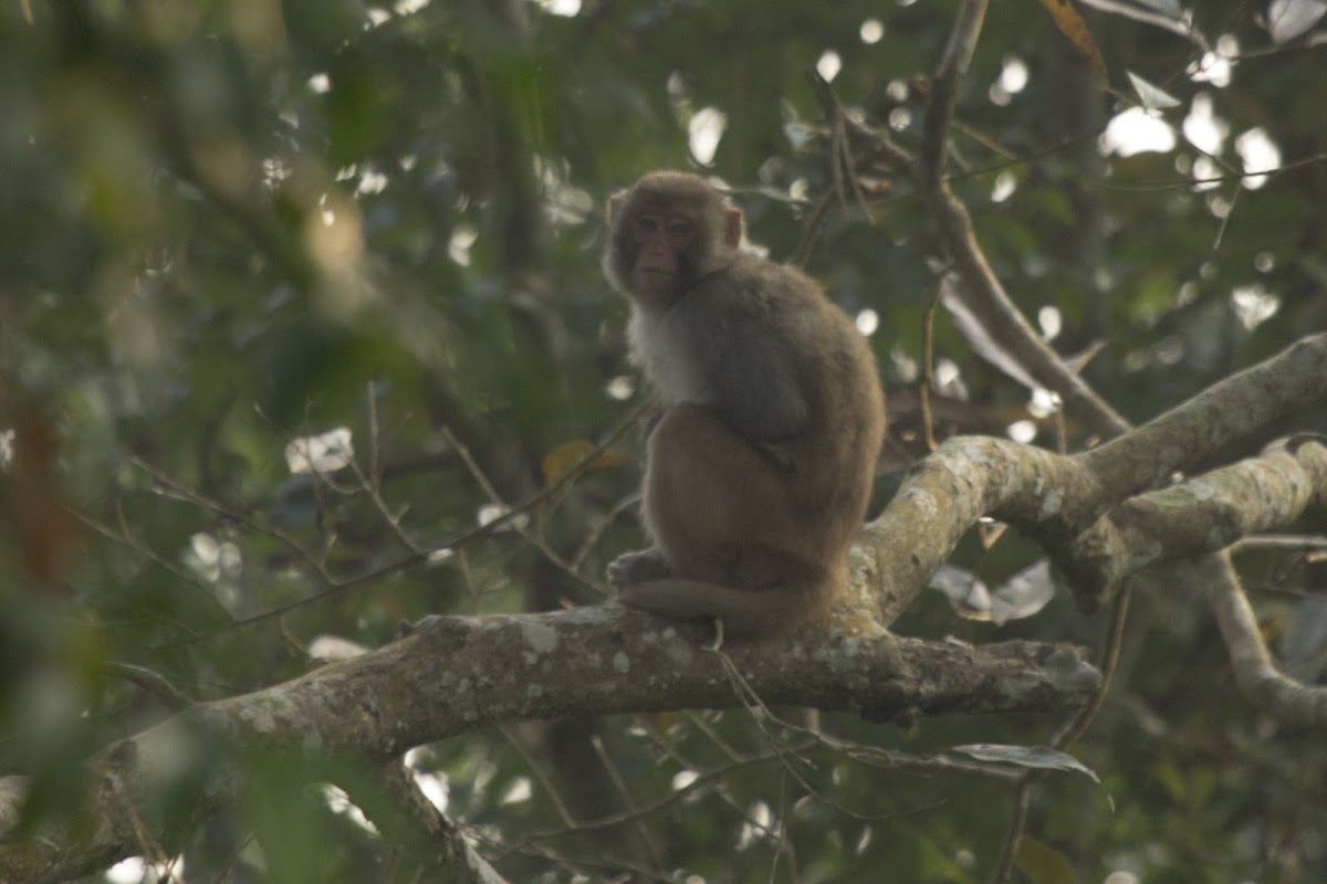 Rhesus macaque