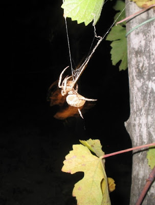 Caccia notturna di alepavia