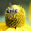 megachilid bee