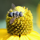 megachilid bee