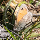 Small Heath