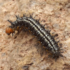 Theona Checkerspot caterpillar