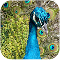 Peacock Feather Live Wallpaper