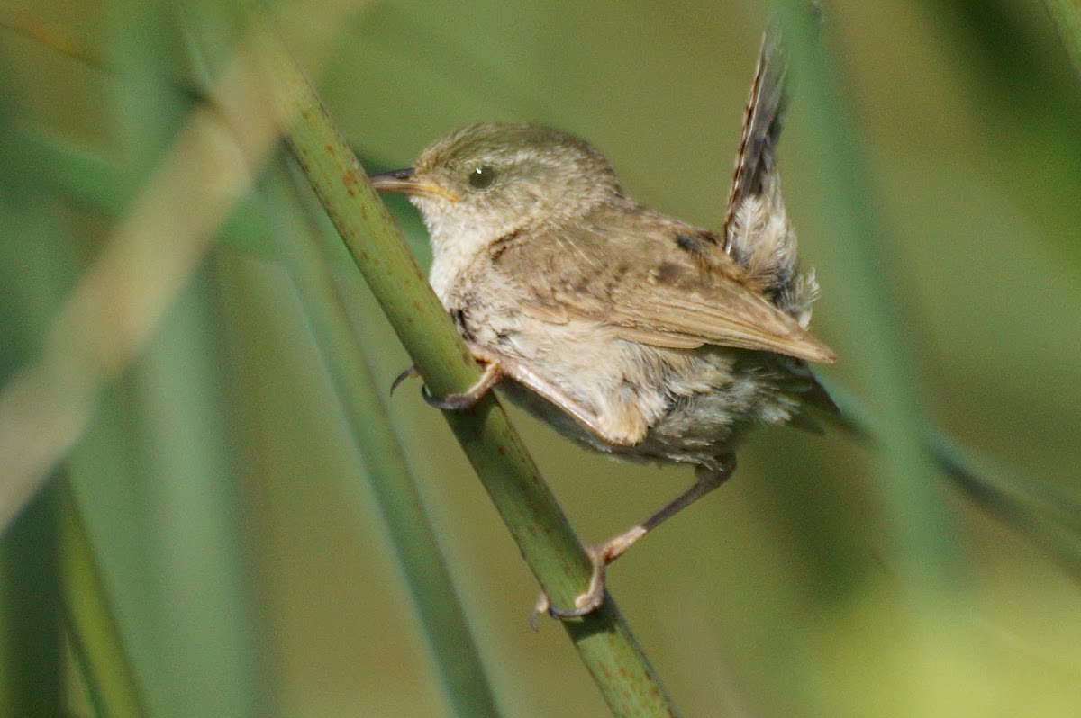 Marsh Wren