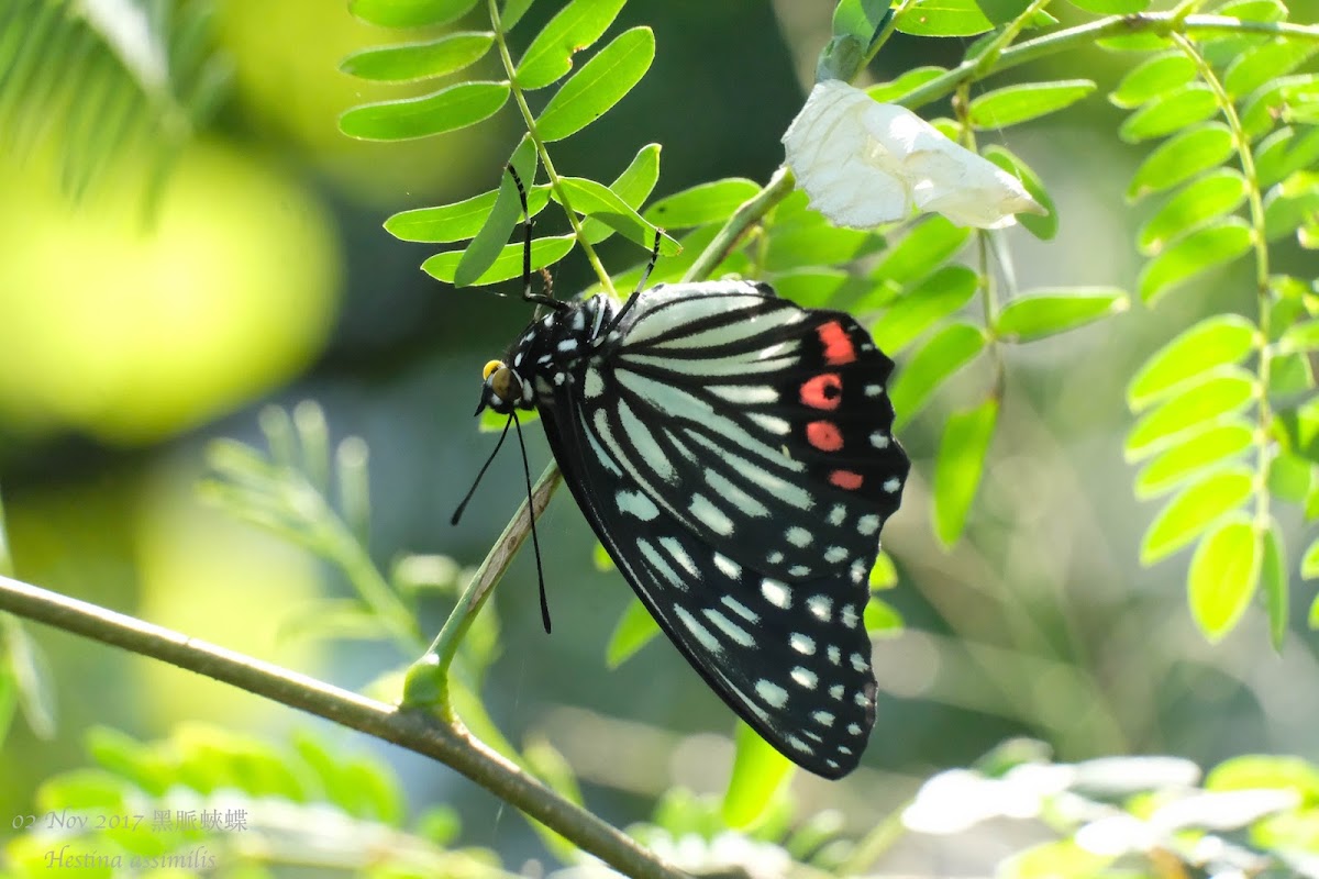 Hestina assimilis 黑脈蛺蝶