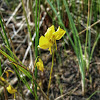 Horned Bladderwort