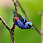 Red-legged Honeycreeper