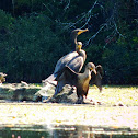 Double-crested Cormorant