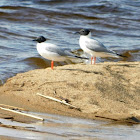 Franklin's Gull