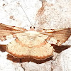 Geometriidae moth