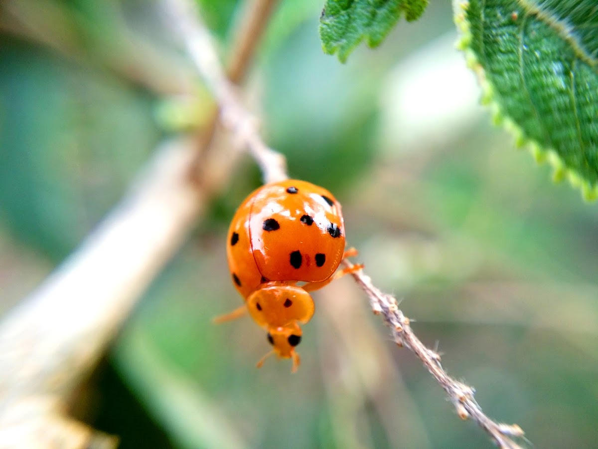 16 spot ladybug