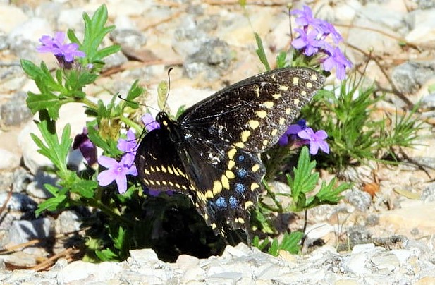 Black swallowtail