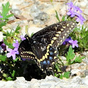 Black swallowtail