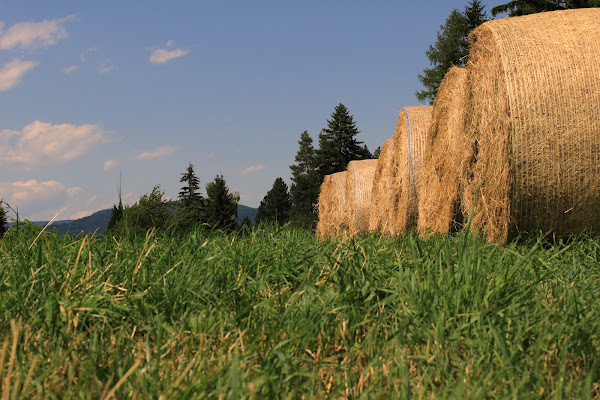 Campo Estivo di Emmanuele Prudenzano