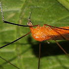 Crane Fly