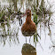 Black-tailed Godwit