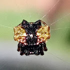 Spiny-backed orbweb spider ♂️