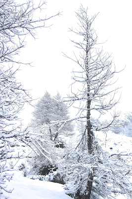 neve e nebbia di Gian78K