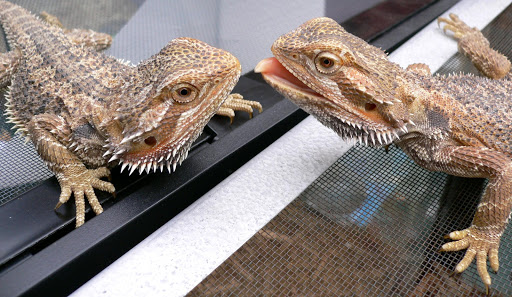 Bearded Dragons Wallpapers HD