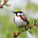 Spring bird Chrome extension download