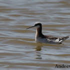 Wilson's Phalarope