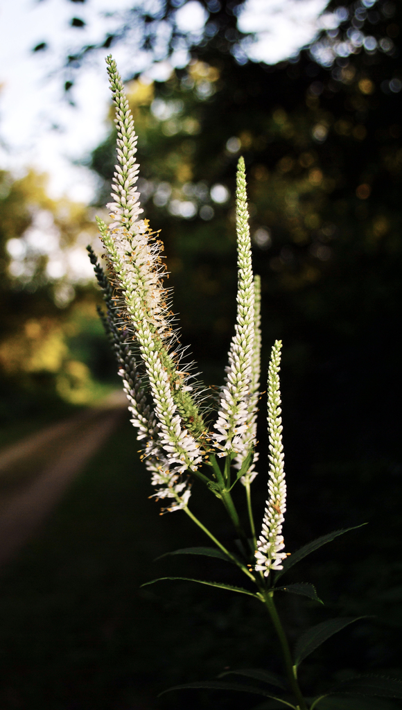 Culver's Root