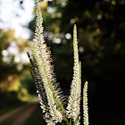 Culver's Root