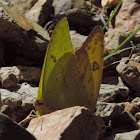 Cloudless Sulphur