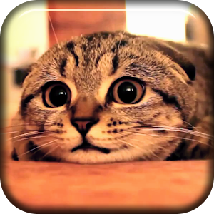 Cute Cat Scared Live Wallpaper.apk 1.0